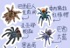 方舟手游（驯服蜘蛛，掌握绝对优势！）