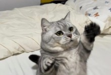 联盟猫咪技能加点攻略贴吧——打造最强战斗阵容的秘诀（教你如何正确分配猫咪技能点，提升实力斗智斗勇）