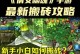 《倩女幽魂手游异人打法攻略》（掌握异人技巧，提升游戏实力！）