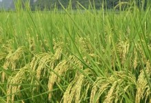 田间有点田攻略（打造高效农业，善用技能点，丰收又省力）
